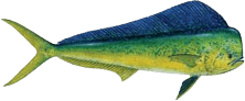 Dolphin Fish (Mahi Mahi)
