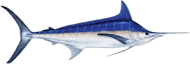 Marlin