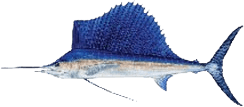 Sailfish