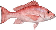 Snapper