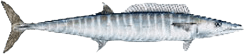 Wahoo