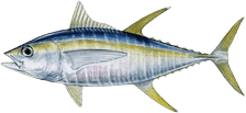 Yellowfin tuna