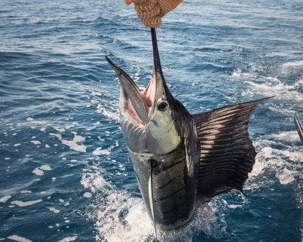 Sword fish