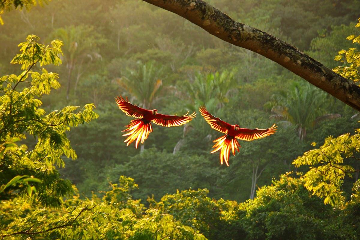 Two vibrant red parrots fly side by side above a lush green forest.
