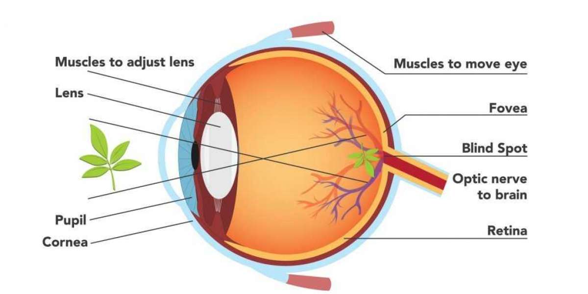 Helpful Examples Of Eye Operations