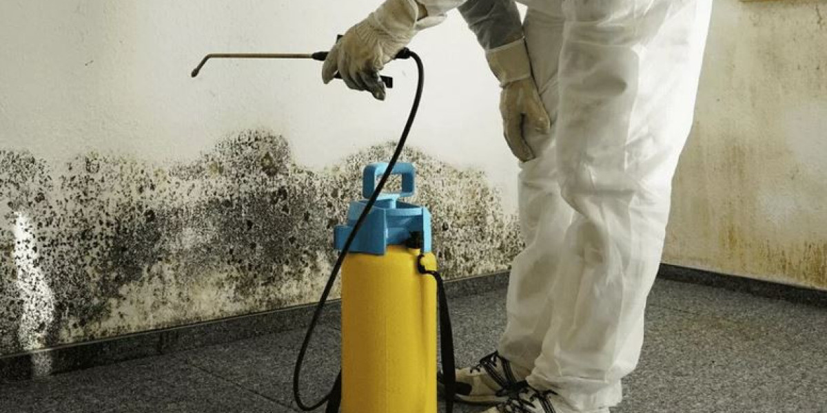 Mold Inspection in Florida: What You Need to Know: