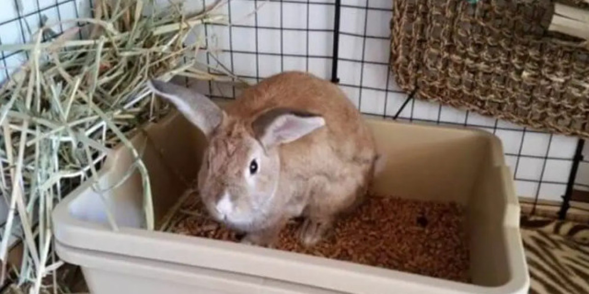 What to Put in Rabbit Litter Box? Complete Guide
