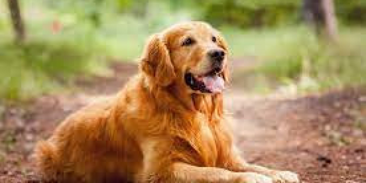 The Heartwarming Charm of Golden Retriever Puppies