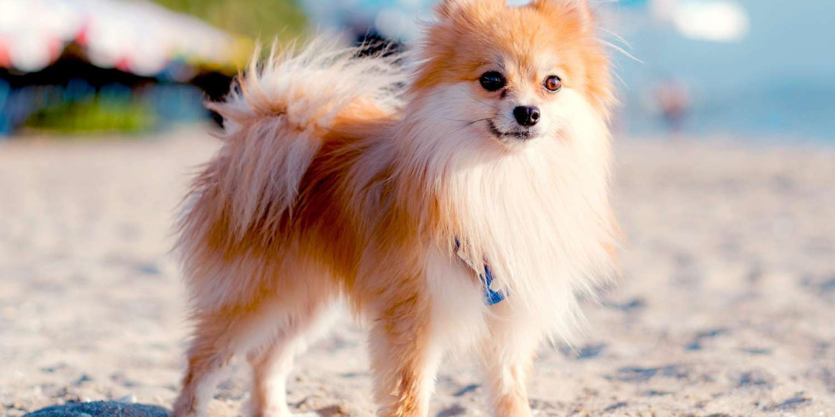 Exploring the Charm of Pomeranian Puppies for Sale in Mumbai: A Comprehensive Guide
