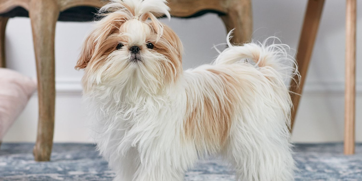 Finding the Perfect Shih Tzu Companion: Exploring Shih Tzu Puppies for Sale in Bangalore at Best Prices