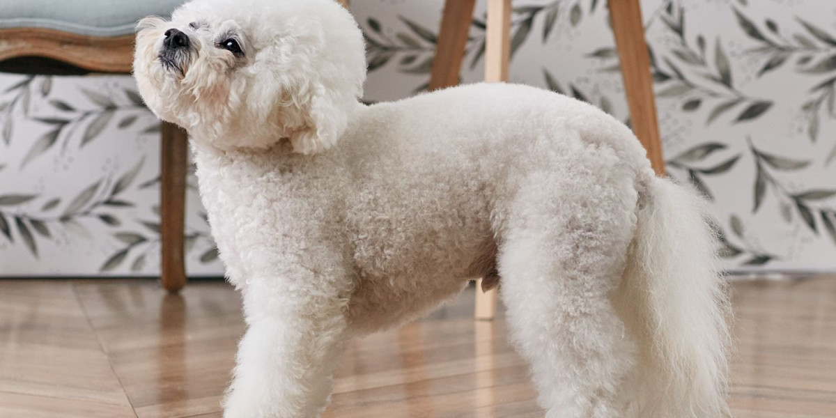 Finding Your Perfect Companion: Bichon Frise Puppies for Sale in Mumbai at Best Prices