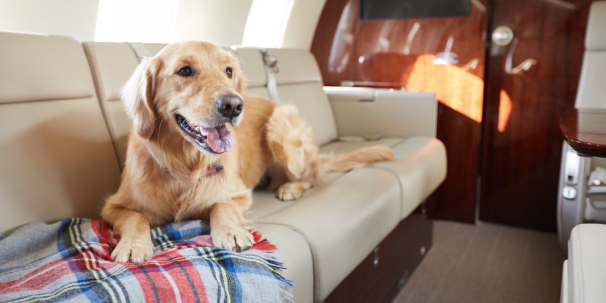 https://airlinesupdates.com/blog/alaska-airlines-pet-policy/