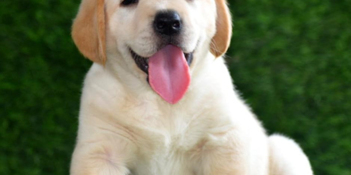 Exploring Labrador Retriever Puppies for Sale in Chennai: A Guide to Your New Furry Friend