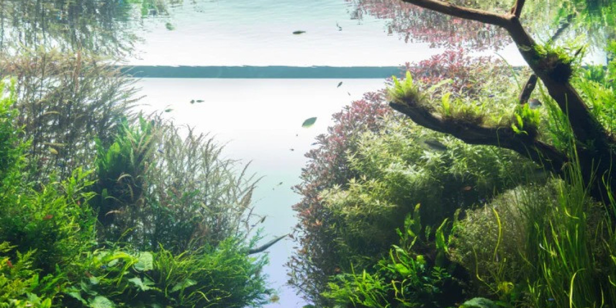Aquarium Plants: A Green Revolution in Aquatic Ecosystems