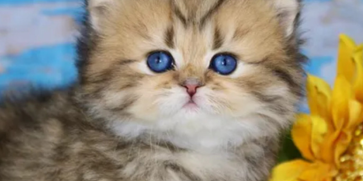 Experience the Beauty of CFA Persian Kittens: Your New Furry Family Member