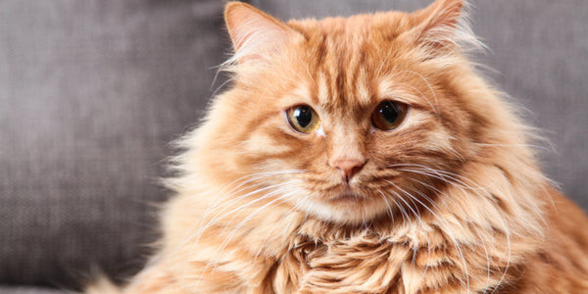 Long-Haired Orange Cat Breeds: A Fluffy Delight