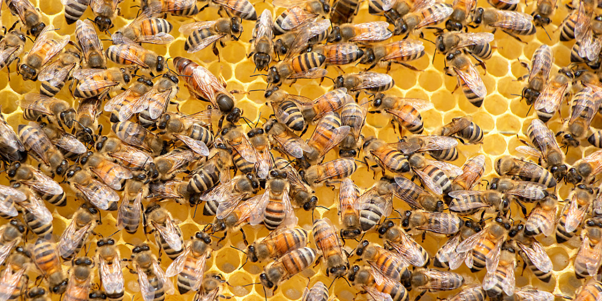 Buzzing Wonders: Discovering the Diversity of Types of Bees