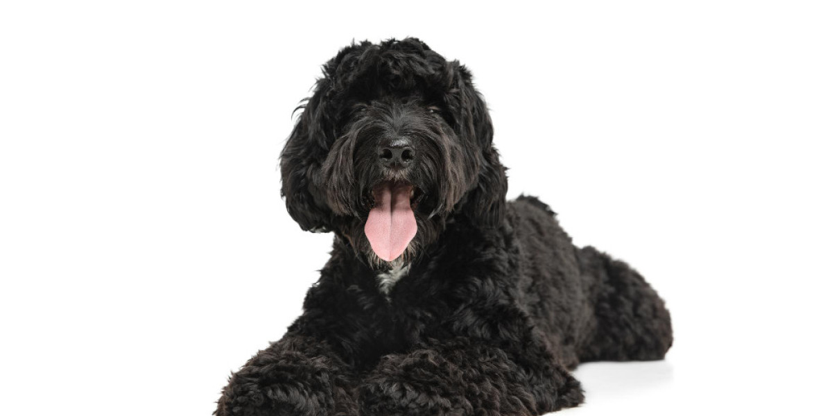 Discover the Best Labradoodles in California: Your Guide to Brasken Labradoodles