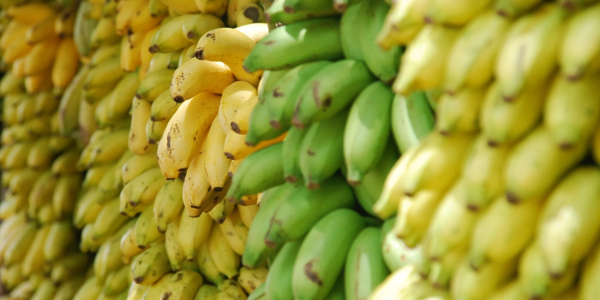 In-depth Analysis: Banana processing Plant Project Report 2024 - Requirements and Setup Cost