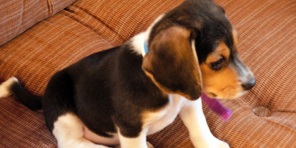 The New Fuss About Puppies For Sale in Bangalore: Your Guide to Your Perfect Companion