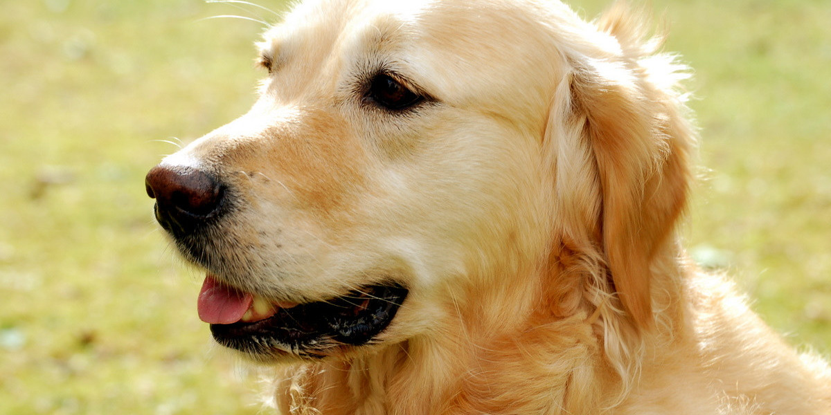 Mumbai Golden Retriever for Sale: Make Way For Your Perfect Partner