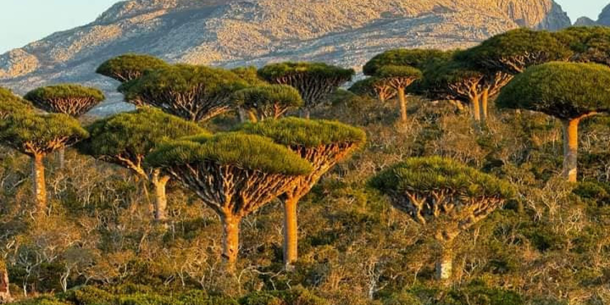 Uncover the Wonders of Socotra with Socotra Pioneer Tours