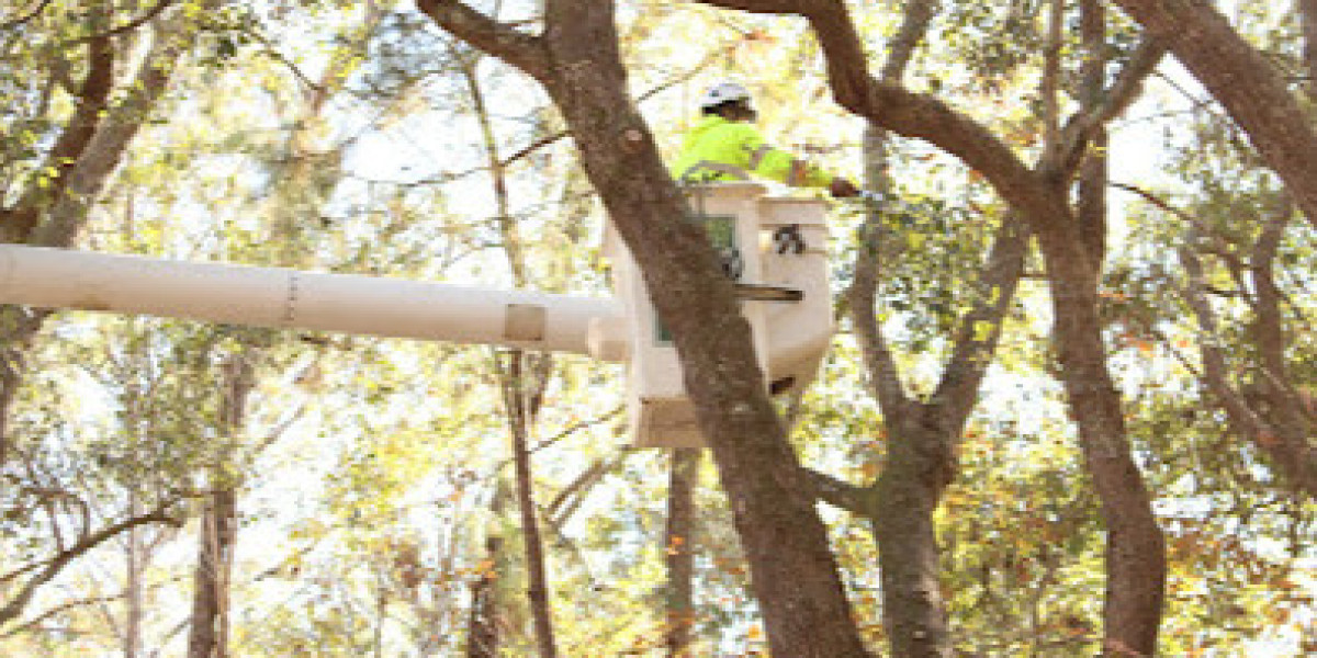 Emergency Tree Removal Near Me: What You Need to Know