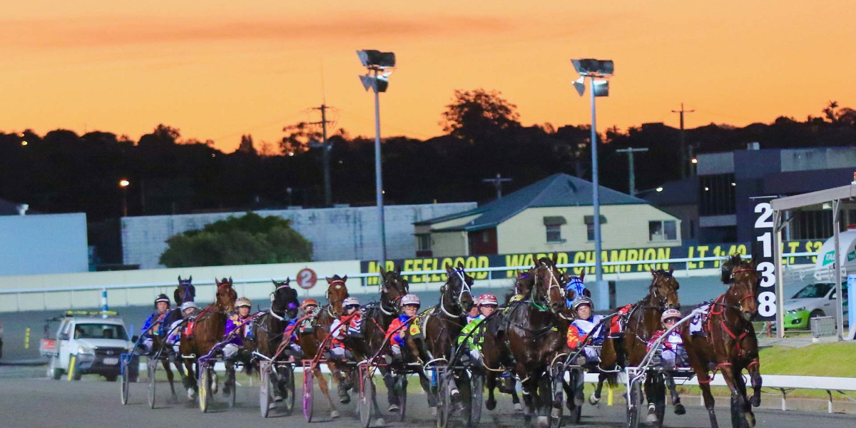 harness race horses for sale in brisbane