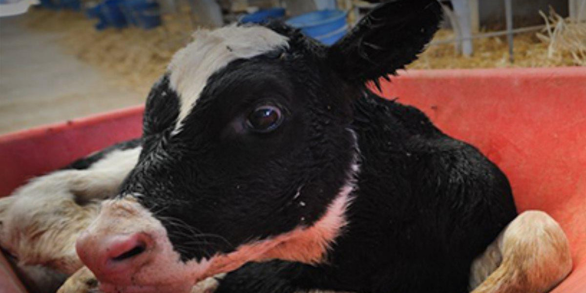 The Dangers of the Dairy Industry: A Critical Examination