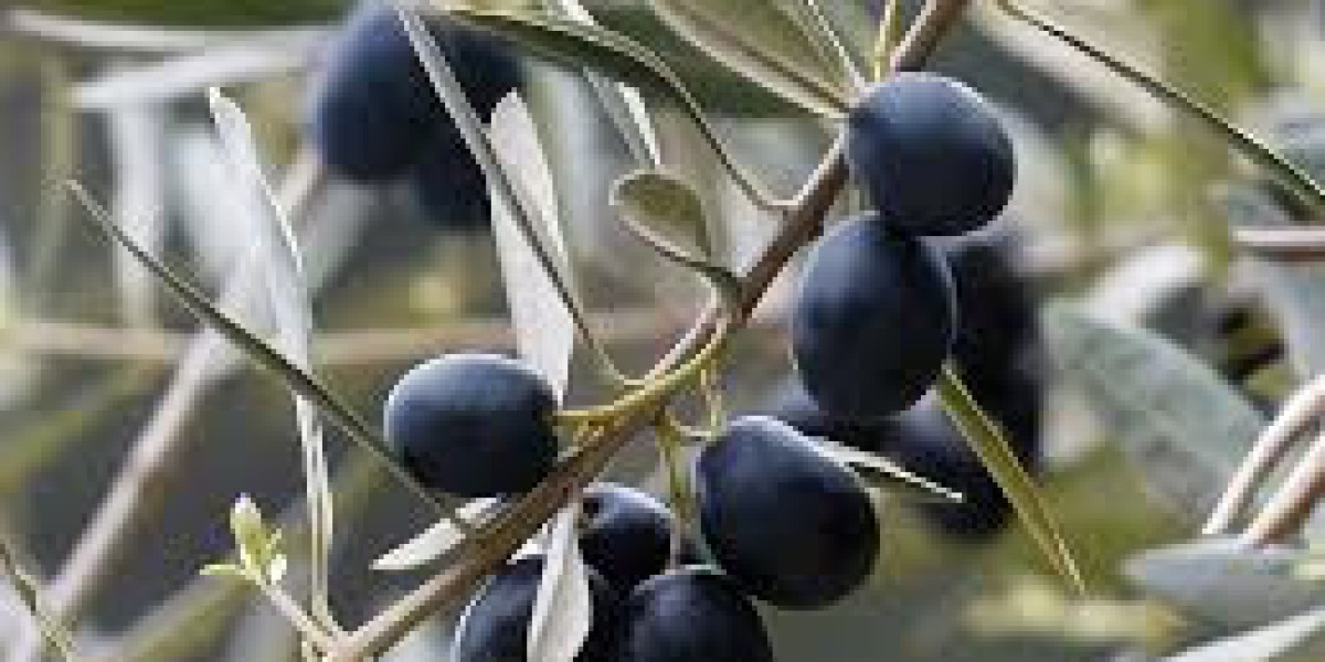 Global Ripe Olives Market Size, Share, Forecast 2023 - 2033