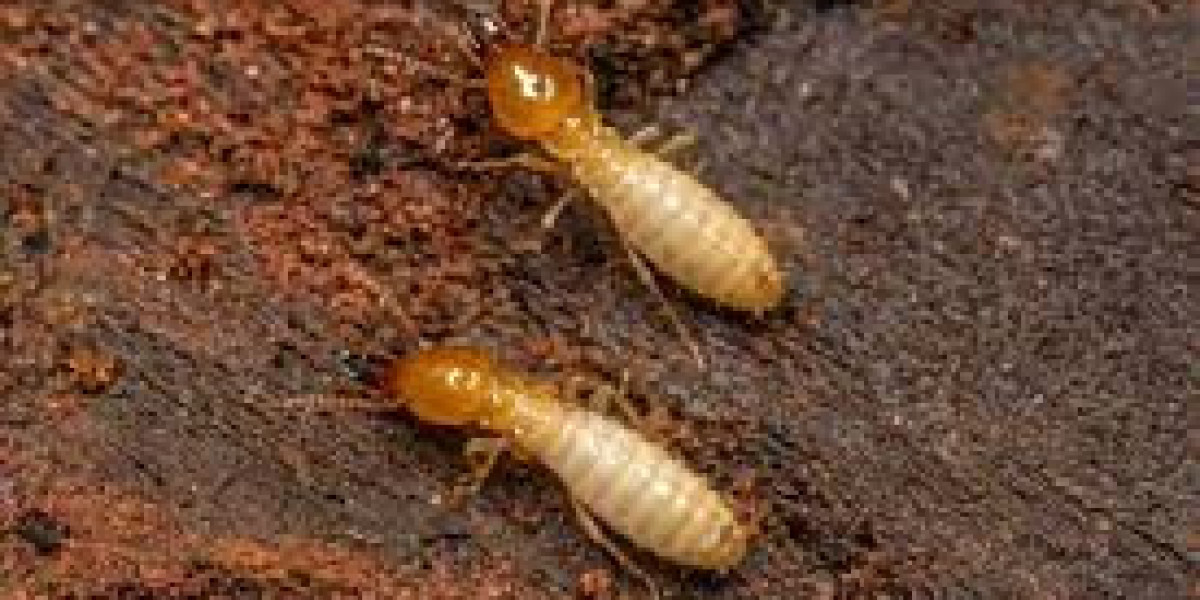 Effective Termite Control Services in San Antonio: Protect Your Home