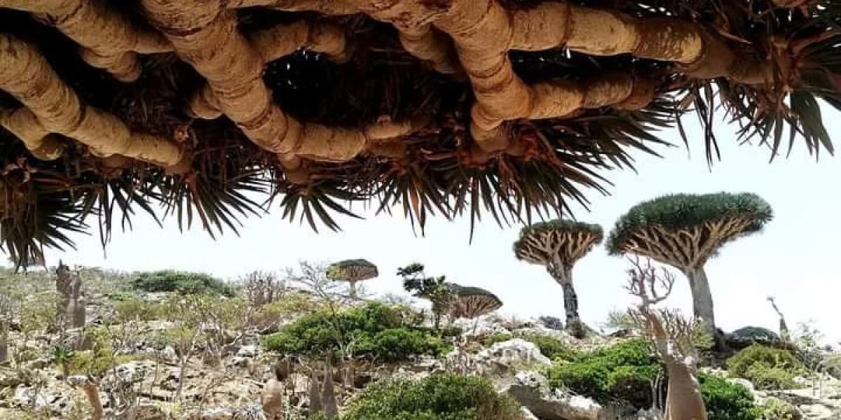 Explore Socotra with Exclusive Tour Packages – Socotra Pioneer Tours