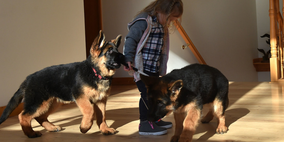 10 Tips For Buy German Shepherd Dog Switzerland That Are Unexpected