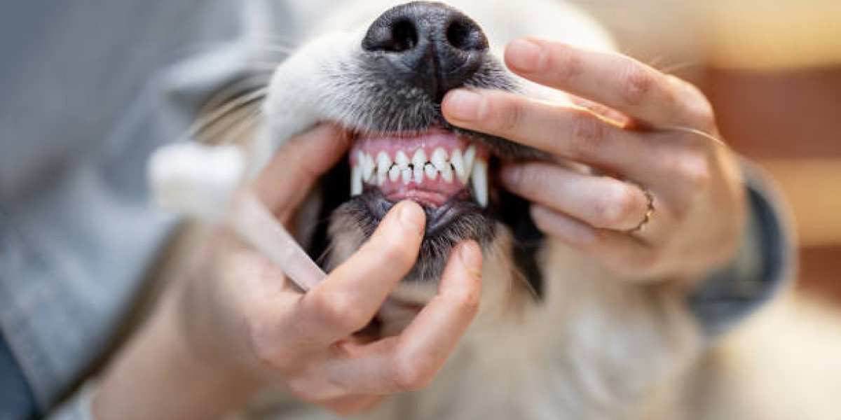 A Comprehensive Guide to Pet Dental Cleaning