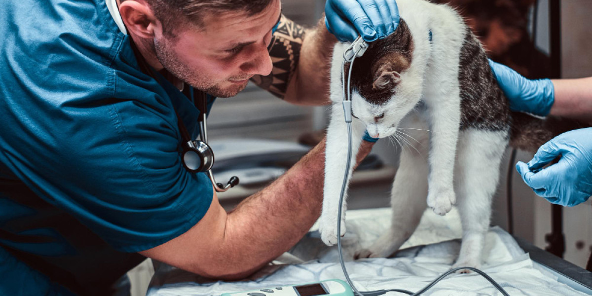 The Ultimate Guide to Finding the Best Pet Veterinary Clinic in Qatar