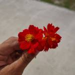 Rashed Hossen