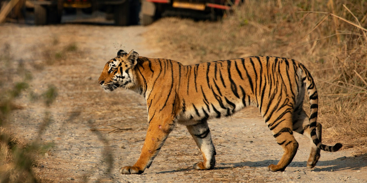 Delhi to Jim Corbett Cab