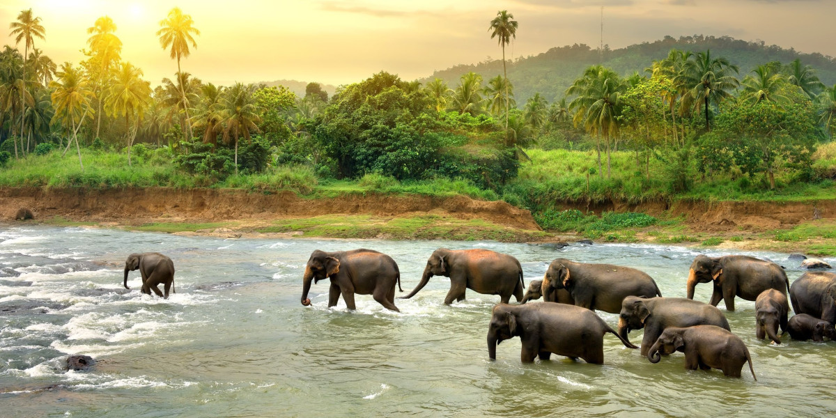 Top 10 Must-Visit Places in Sri Lanka for First-Time Travelers