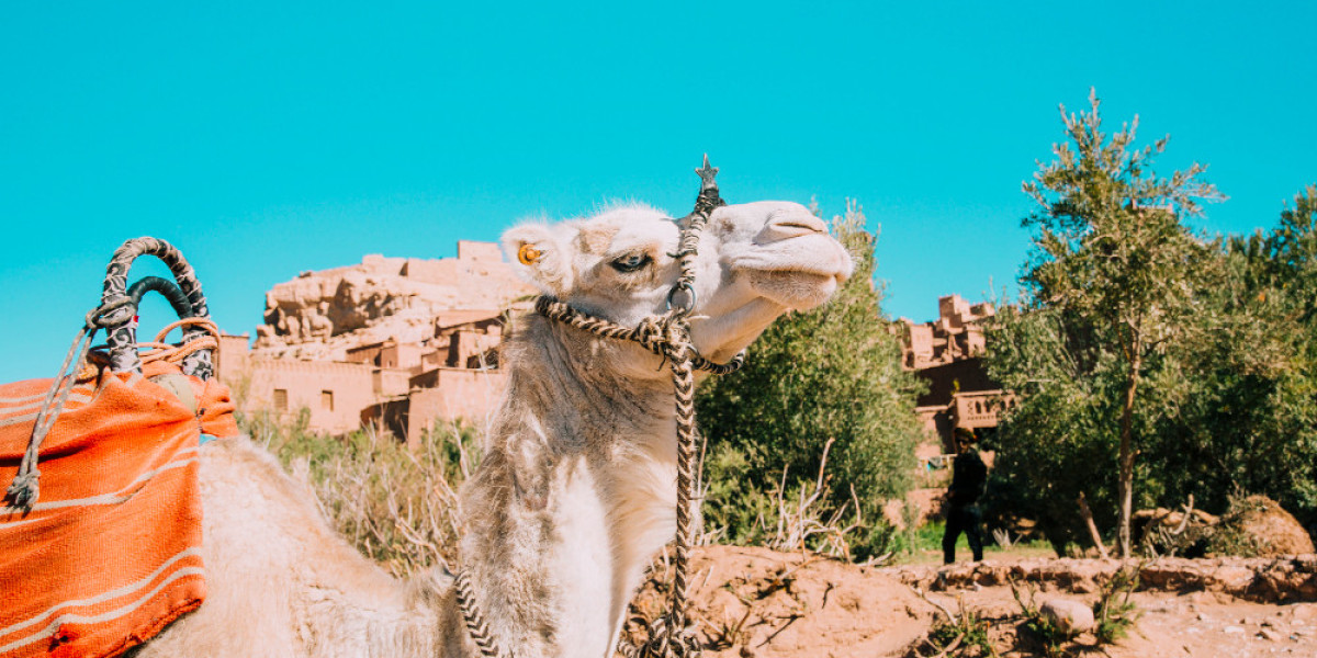 Explore Iraq with Travel Agency Iraq: Your Ultimate Travel Experience