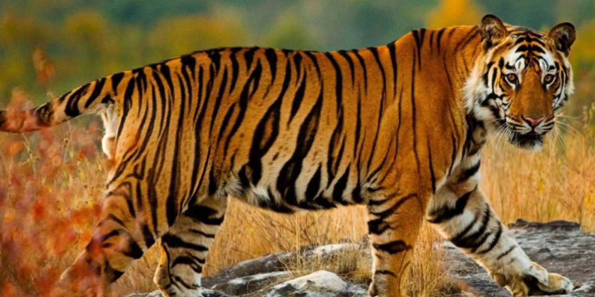 Explore Kanha National Park: Madhya Pradesh’s Top Tiger Reserve & Wildlife Haven
