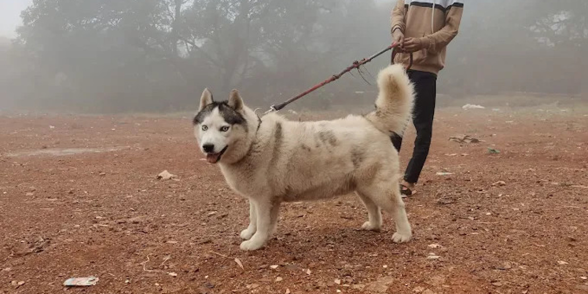 Travel with Your Furry Friend: Pet-Friendly Resorts in Mahabaleshwar