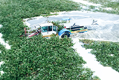 High Capacity Aquatic Weed Harvester for Lake Cleaning