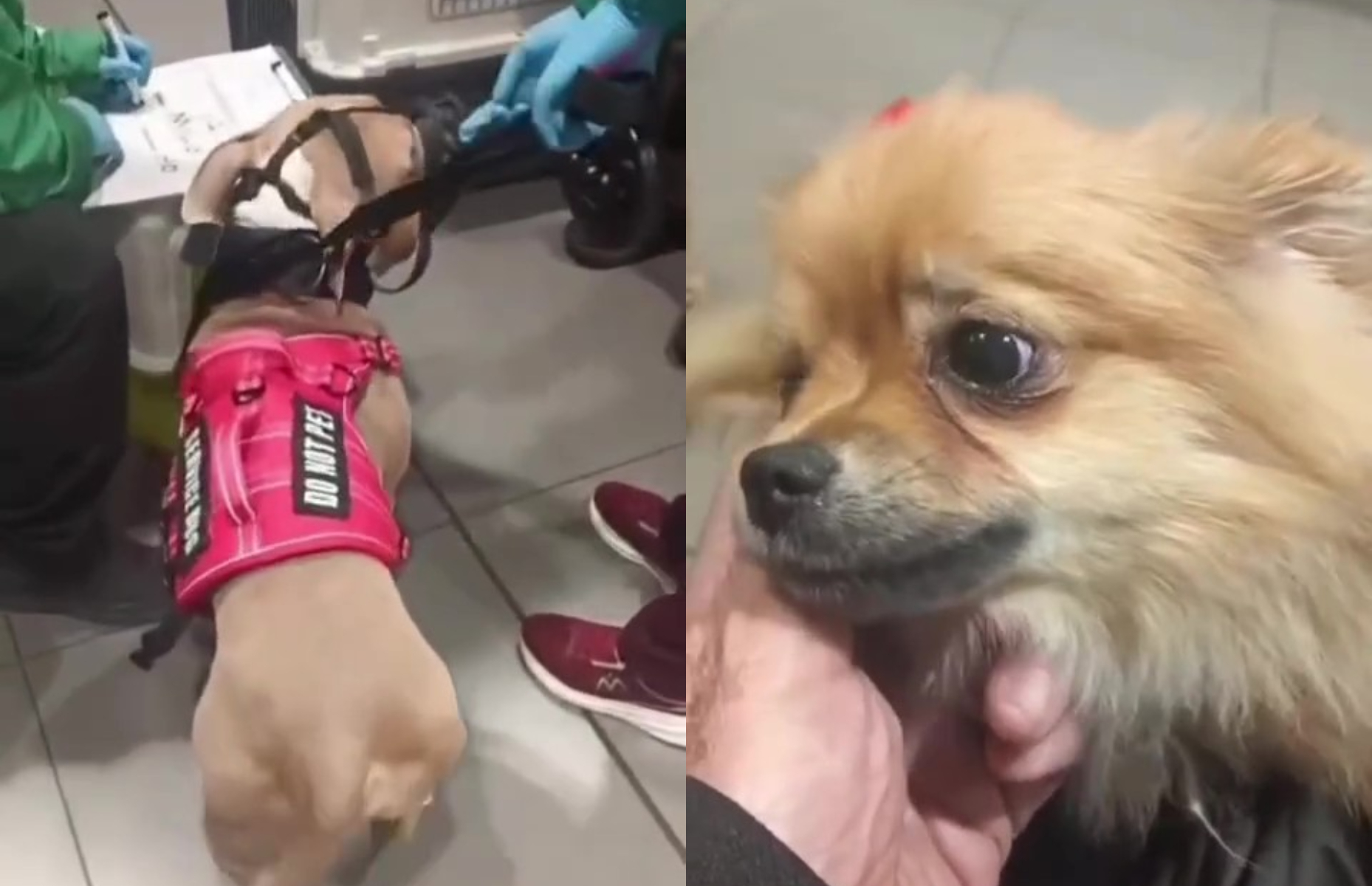 Piden revocar la visa americana a una pareja que abandonó a sus perros