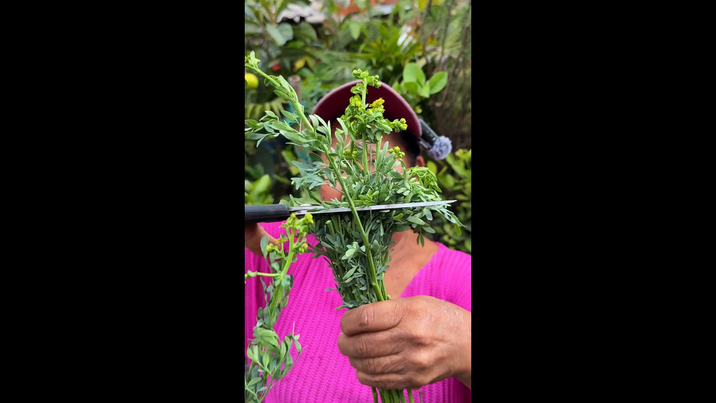 Abuelita Ofelia habla sobre la planta ruda