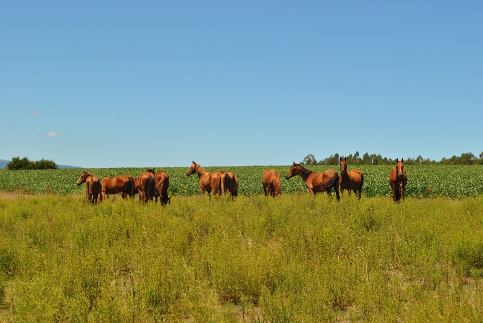 Excellent Cropping Farm At Canelones Uruguay • Terramar Farmlands