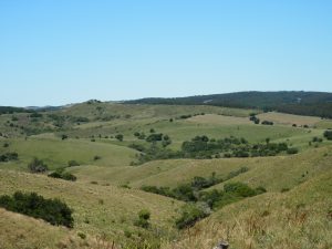 Forested Eucaliptus Farmland in Rocha – Uruguay 1051 Hectares