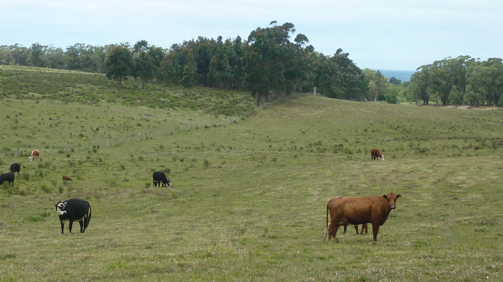 227 Hectares Farm Rocha Atlantic Ocean Views • Terramar Farmlands