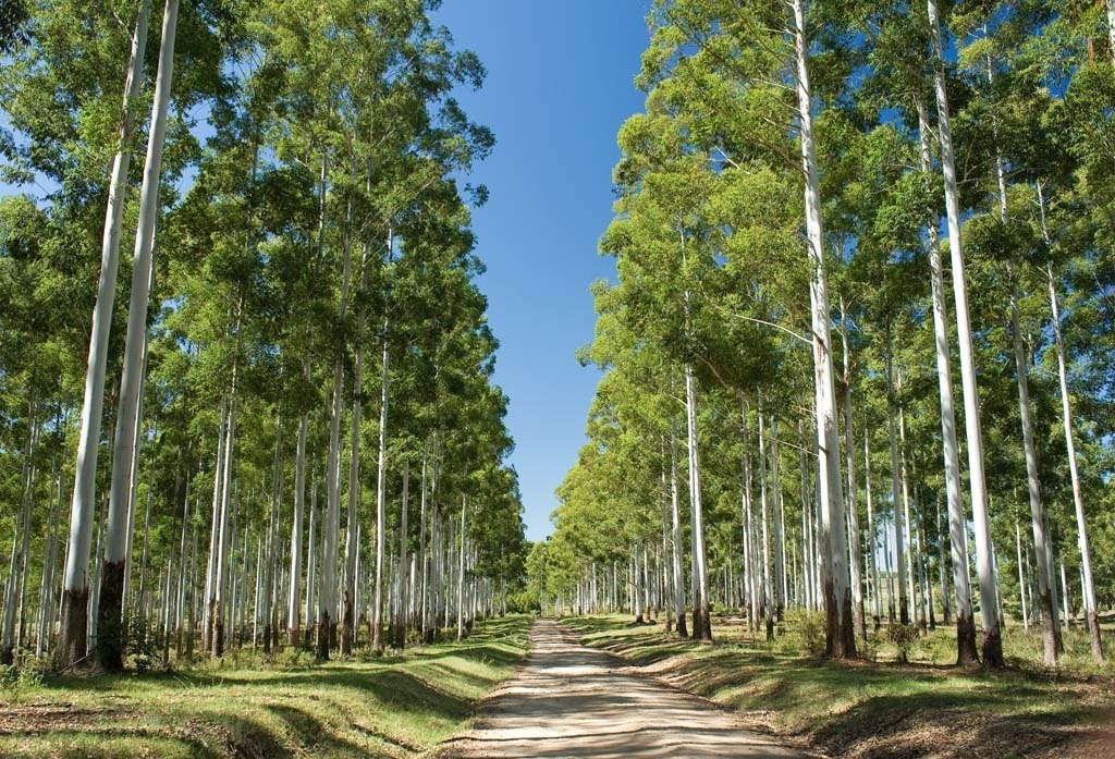 Forestry Farms