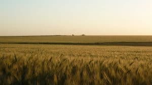 High Potential Cropping Grazing Farmland 960 Hectares Soriano Uruguay