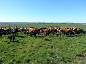 Crop Forestry Grazing Farm in Durazno 1380 Hectares